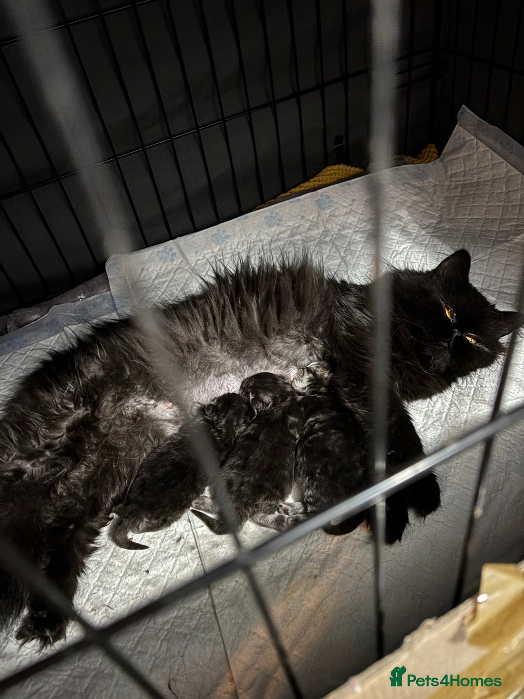 Mixed Breed cats for sale: Beautiful Persian Chinchilla cross kittens  - Image 19