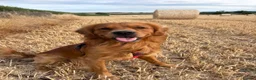 Golden Retriever dogs for stud: Working Golden Retriever for Stud - Advert 6