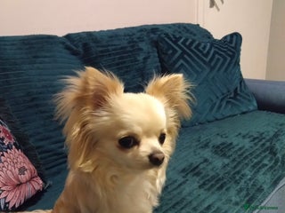 Chihuahua dogs Pure Chihuahua puppies - Advert 15