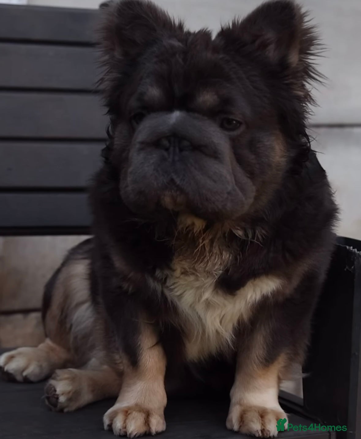 French Bulldog dogs Fluffy big🪢carrying testable& pink French bulldog in Manchester - Advert 10