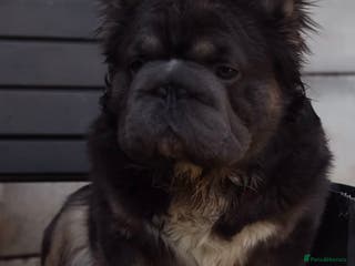 French Bulldog dogs Fluffy big🪢carrying testable& pink French bulldog in Manchester - Advert 4