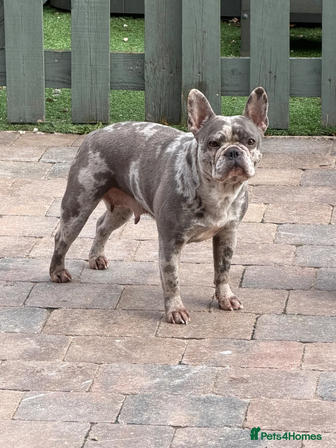 French Bulldog dogs for sale: Female lilac French bulldog  - Advert 2