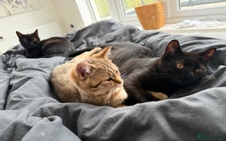 British Shorthair cats for sale: Stunning BSH chinchilla kittens 15 weeks old  - Image 16