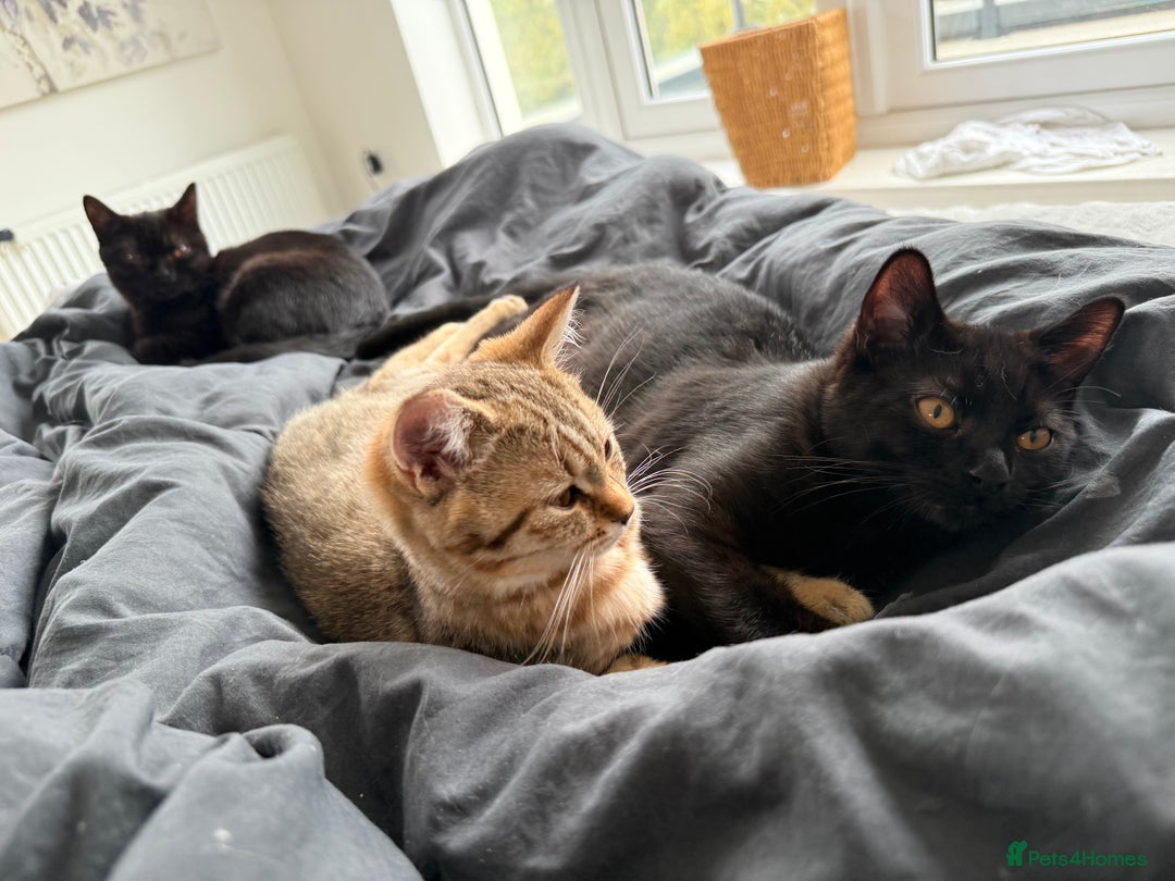 British Shorthair cats for sale: Stunning BSH chinchilla kittens 15 weeks old  - Image 16