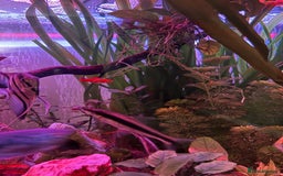 Plecos fish for sale: Juvenile bristle-nose plecos - Image 5
