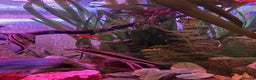 Plecos fish for sale: Juvenile bristle-nose plecos - Advert 5