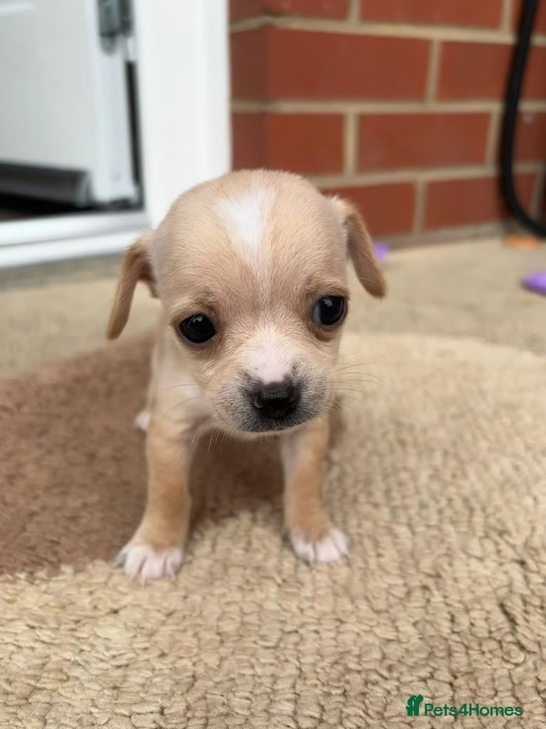 Chihuahua dogs for sale: Adorable Chihuahua Puppies for sale - Advert 3