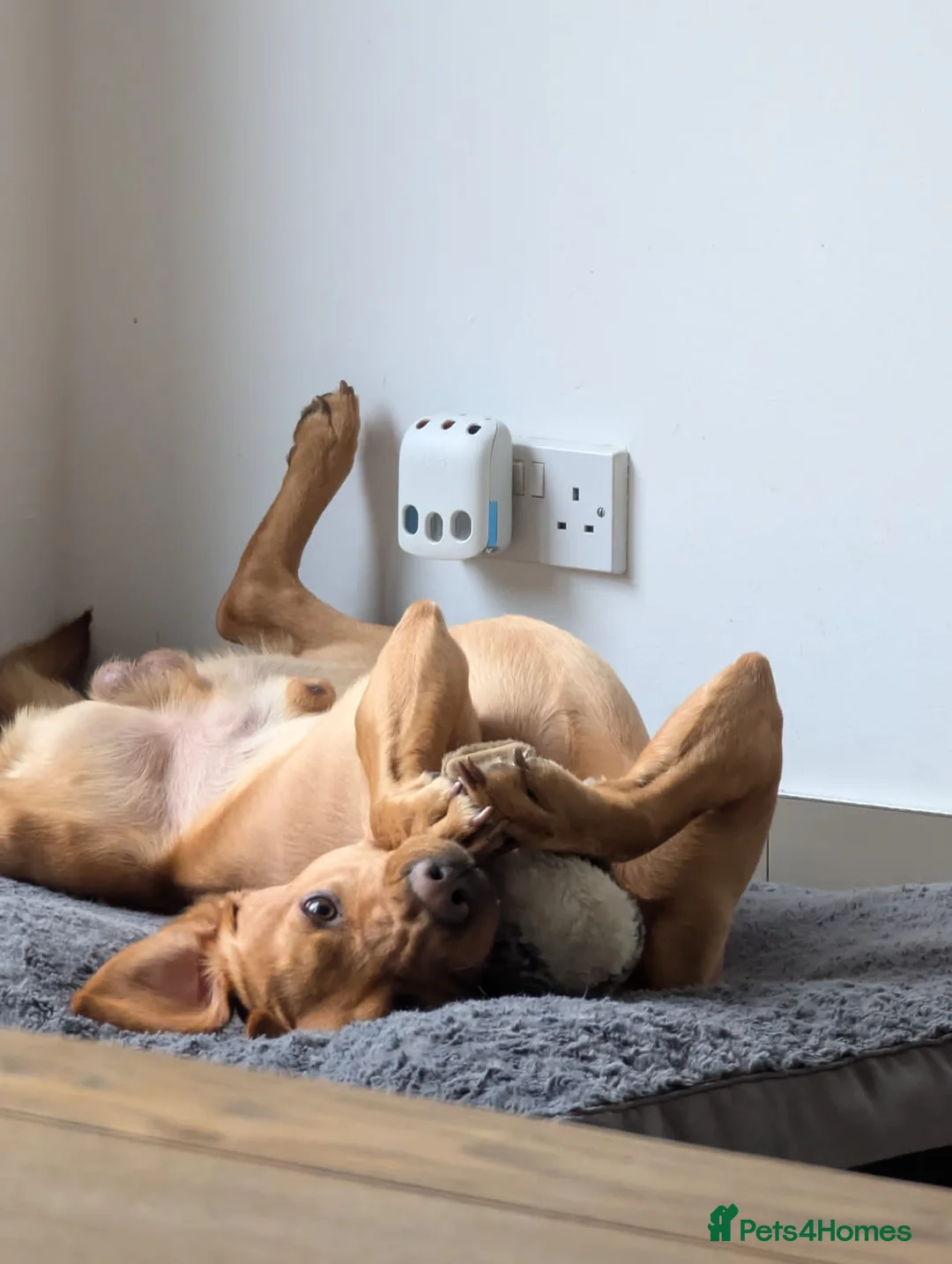 Labrador Retriever dogs for stud: FOX RED LABRADOR FOR STUD - Advert 3