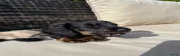 Miniature Dachshund dogs for sale: Miniature long haired dachshunds  - Advert 16