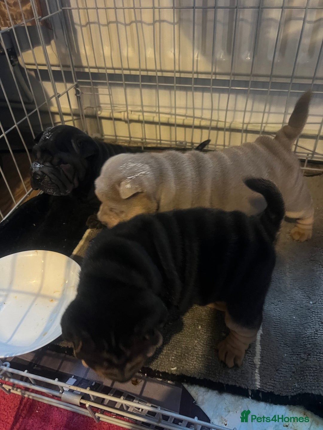 Shar Pei dogs for sale: Adorable Chinese Shar-Pei Puppies for Sale! - Advert 5