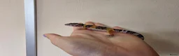 Leopard Gecko reptiles for sale: Baby leopard geckos - Advert 36