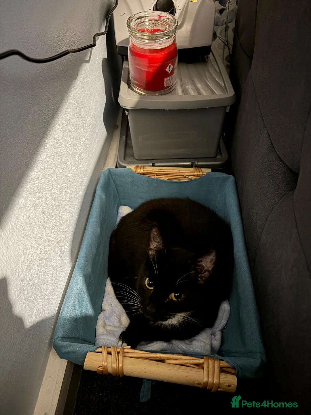 British Shorthair cats for sale: Omen  - Advert 3