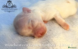 Yorkshire Terrier dogs for sale: ❤️ Champion heritage KC reg.PEDIGREE puppies! 🐶❤️ - Image 18