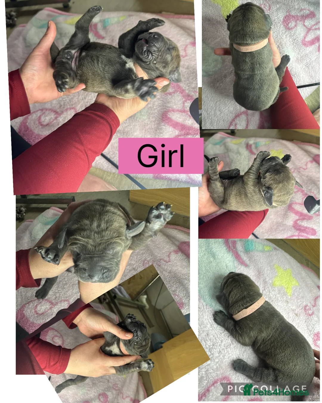 Cane Corso dogs for sale: Cane corso pups - Advert 7