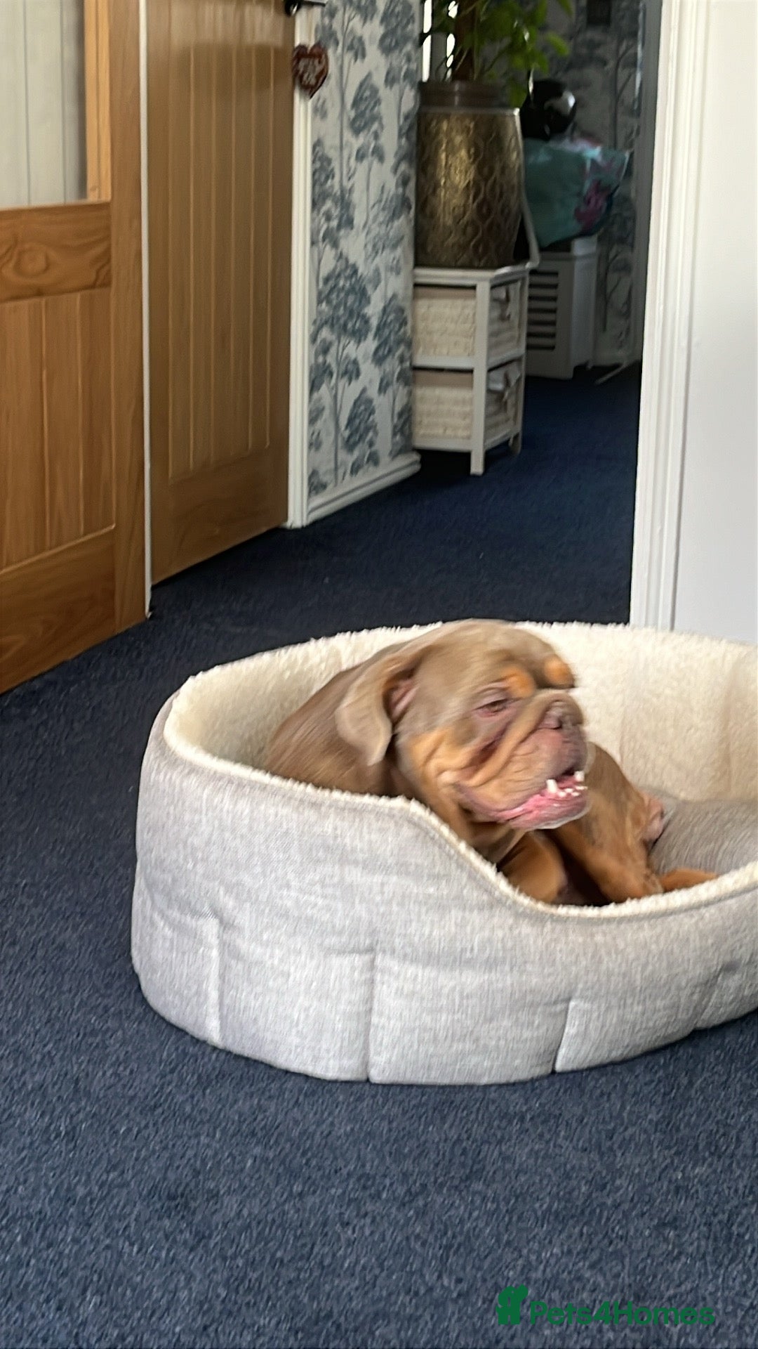 Old Tyme Bulldog dogs for sale: Beautiful Bulldog - Image 4