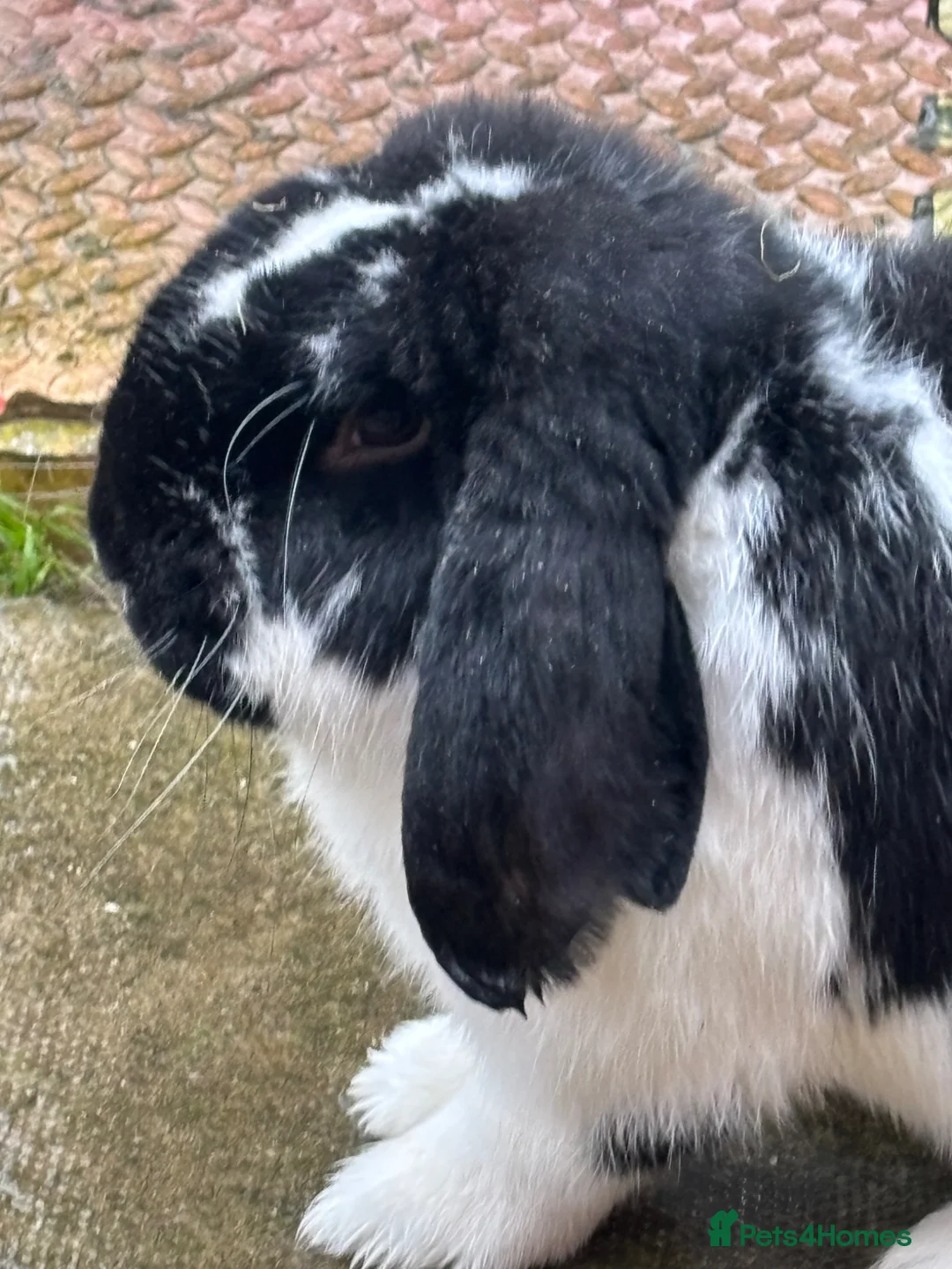 French Lop rabbits for sale: Male French lop  - Advert 3