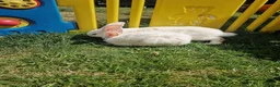 British Giant rabbits for sale: Spanish giant rabbits  - Advert 11