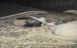 Chihuahua dogs for sale: 4 beautiful chihuahua puppies - Image 10
