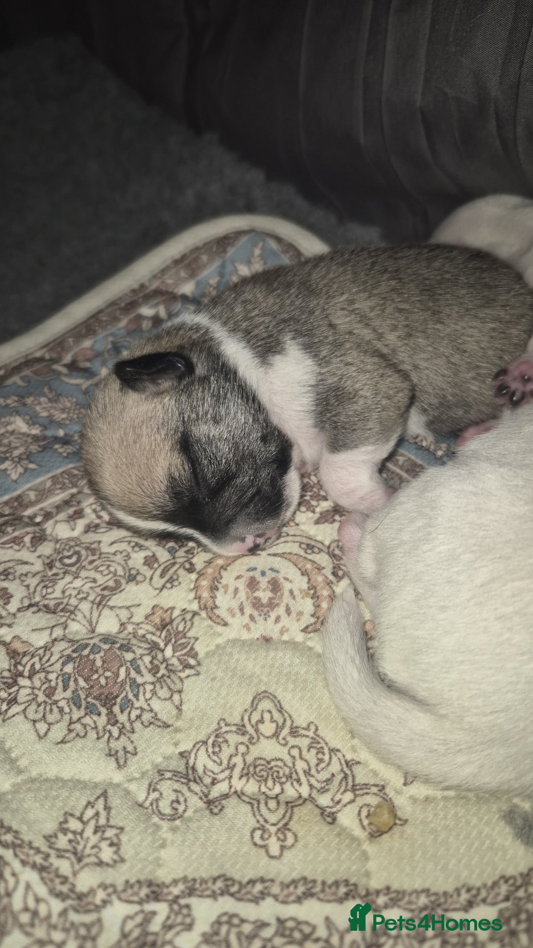 Chihuahua dogs for sale: 4 beautiful chihuahua puppies - Image 10