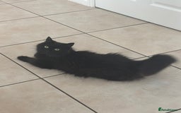 Mixed Breed cats for sale: 4 black fluff balls  - Image 3