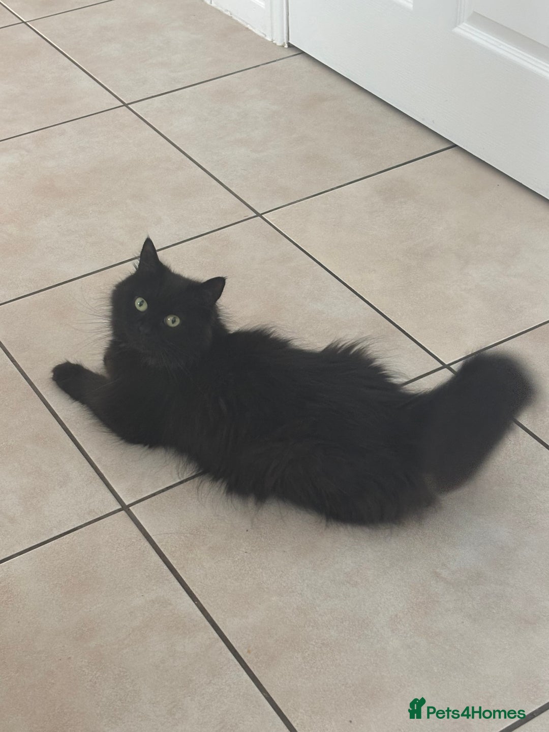 Mixed Breed cats for sale: 4 black fluff balls  - Image 3