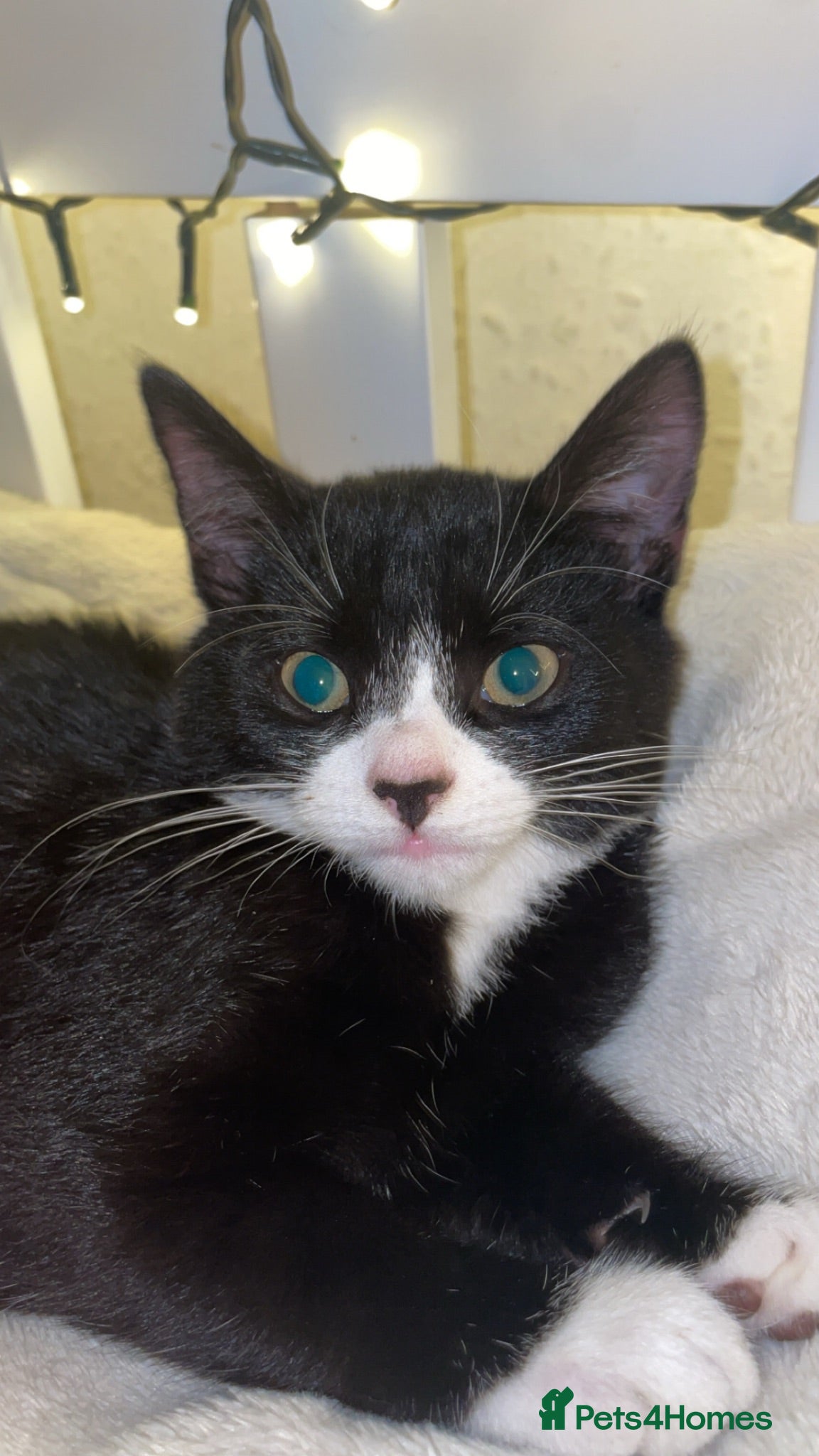 Mixed Breed cats Black kitten  - Advert 1