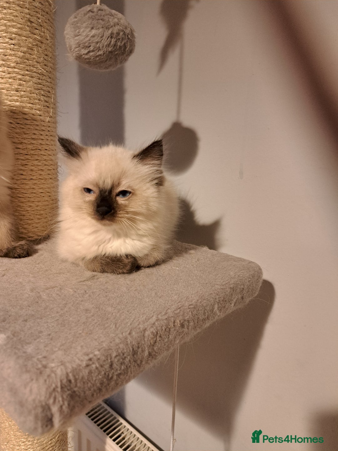 Ragdoll cats for sale: Ragdolll kittens - Image 5