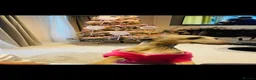 Italian Greyhound dogs for sale: Stunning Italian greyhound puppies  - Advert 8