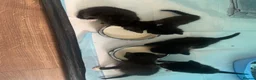 Mixed Breed cats for sale: Gorgeous little tuxedo kittens - Advert 7