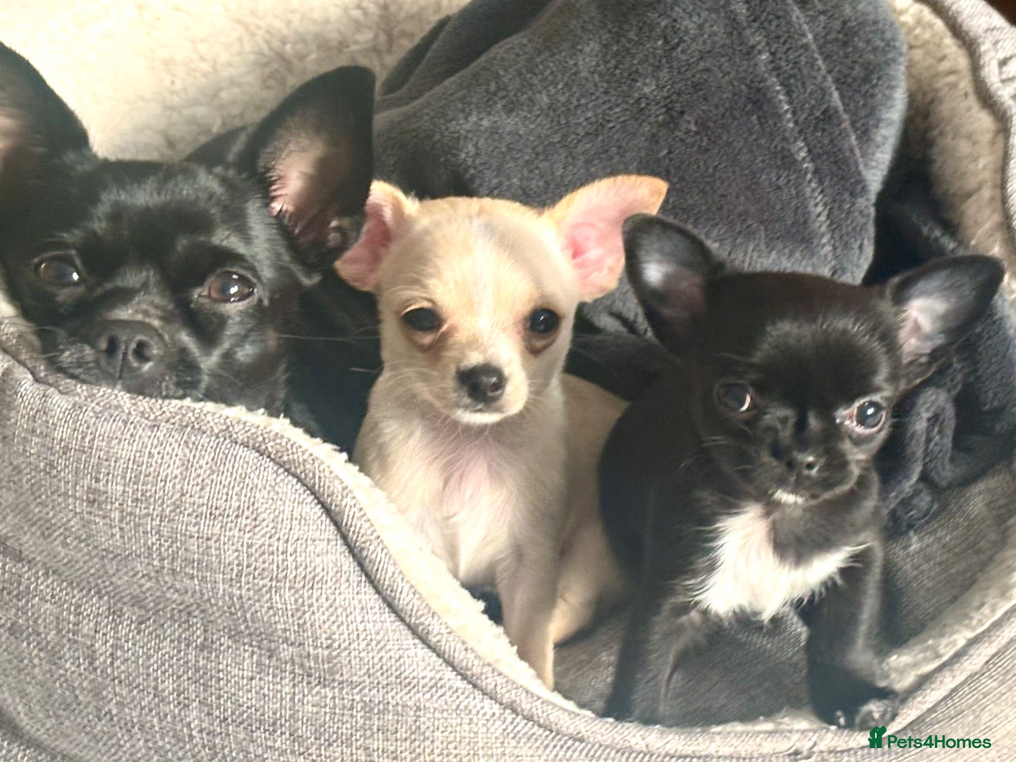 Chihuahua dogs Gorgeous Chihuahua Puppies  - Advert 14