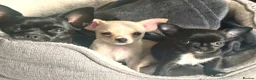 Chihuahua dogs for sale: Gorgeous Chihuahua Puppies  - Advert 1