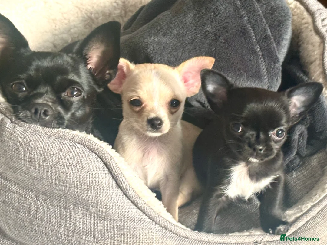 Chihuahua dogs for sale: Gorgeous Chihuahua Puppies  - Advert 1