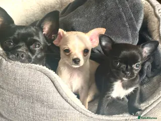 Chihuahua dogs Gorgeous Chihuahua Puppies - Advert 5