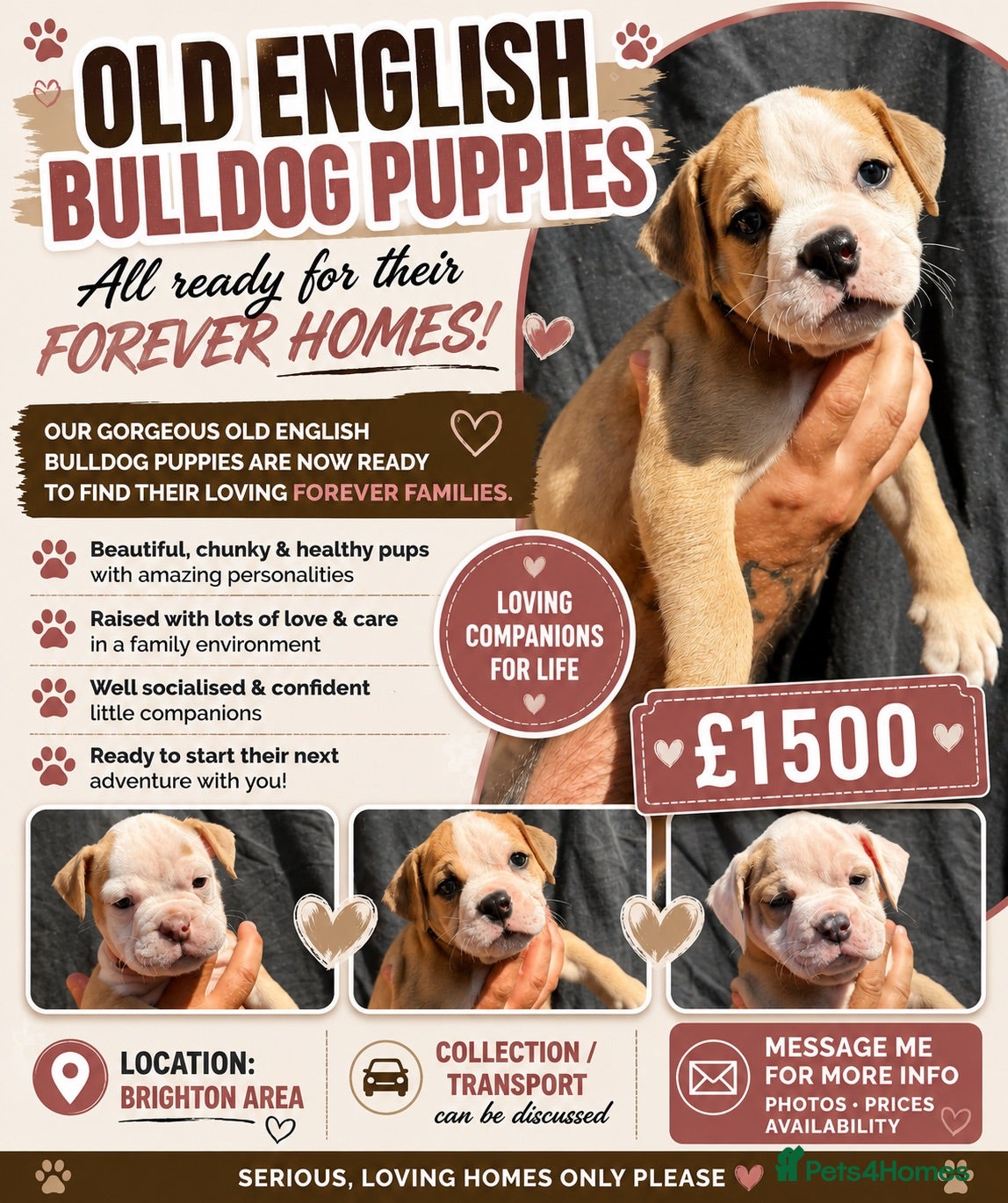 Olde English Bulldogge dogs READY TO LEAVE 3   olde English bulldogs  - Advert 3