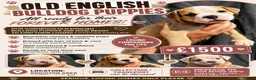 Olde English Bulldogge dogs for sale: READY TO LEAVE 3 old English bulldog  - Advert 1
