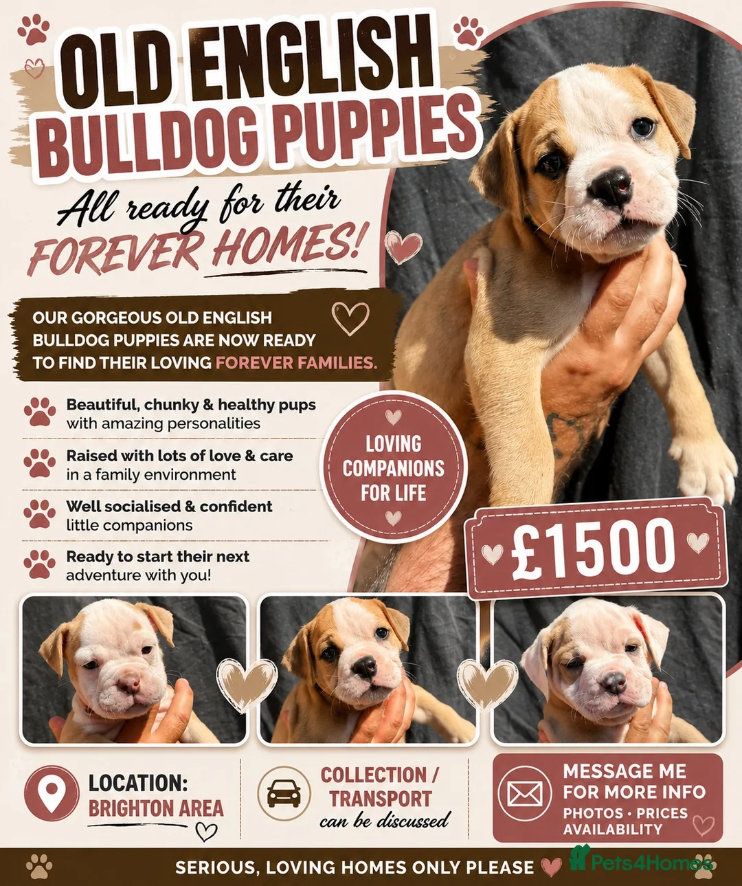 Olde English Bulldogge dogs for sale: READY TO LEAVE 3 old English bulldog  - Advert 1