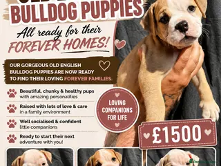 Olde English Bulldogge dogs READY TO LEAVE 3 olde English bulldogs - Advert 3