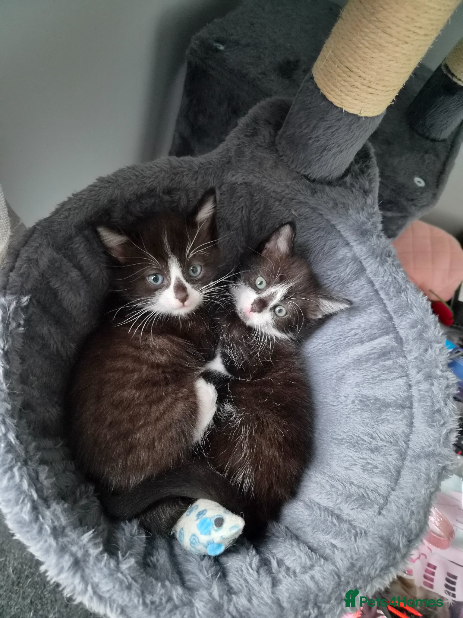 Mixed Breed cats 2 Beautiful Kittens  - Advert 1