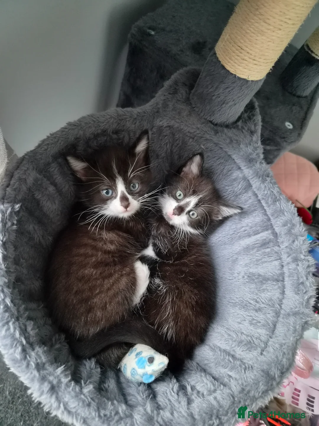 Mixed Breed cats for sale: 2 Beautiful Kittens  - Advert 1