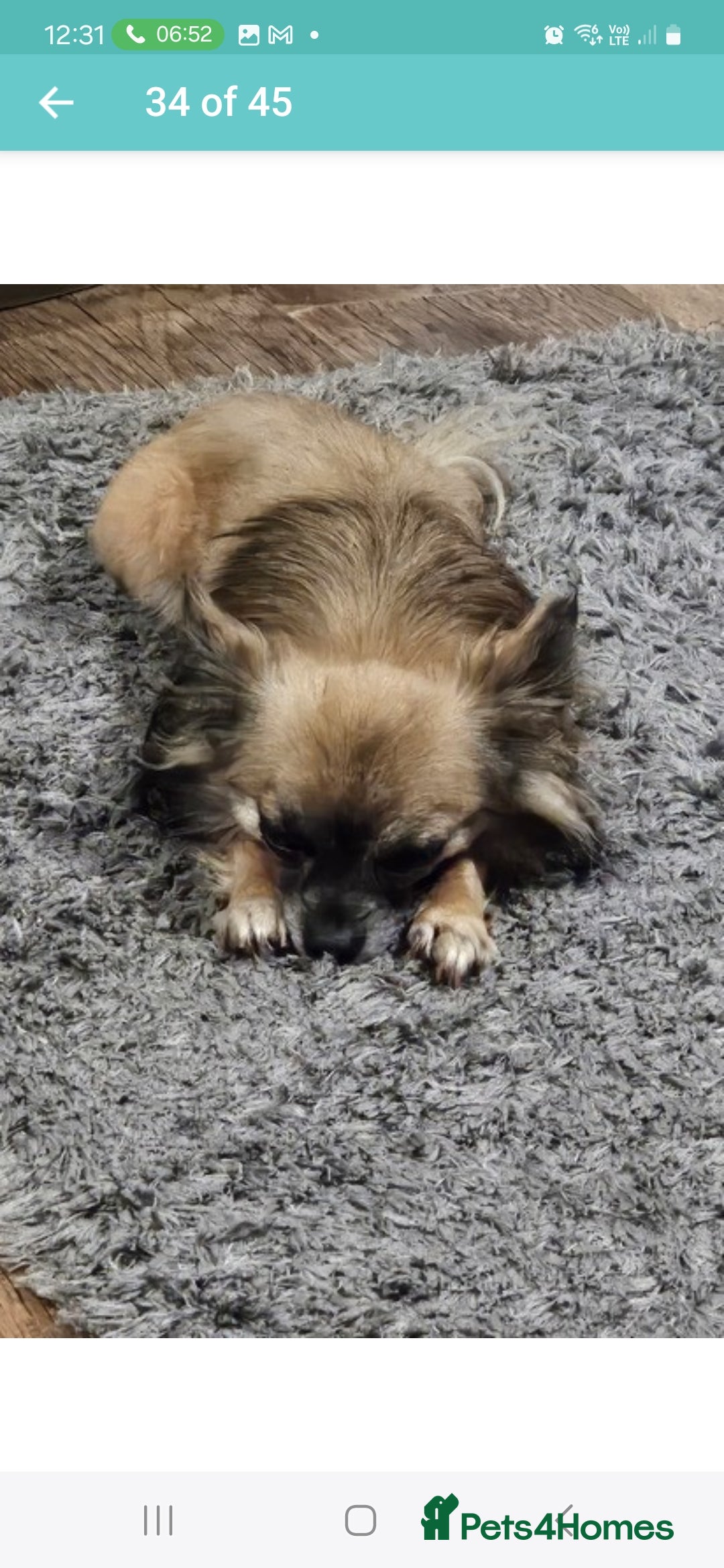 Chihuahua dogs for sale: 5x beautiful Chihuahua puppies  - Advert 10