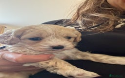 Maltipoo dogs for sale: Maltipoo Puppies  - Image 15