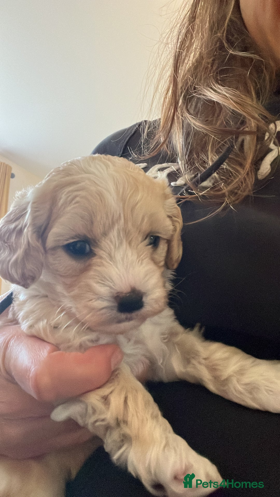 Maltipoo dogs for sale: Maltipoo Puppies  - Image 15
