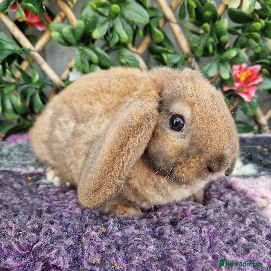 Mini Lop rabbits for sale: Baby mini plush lop doe  - Advert 1