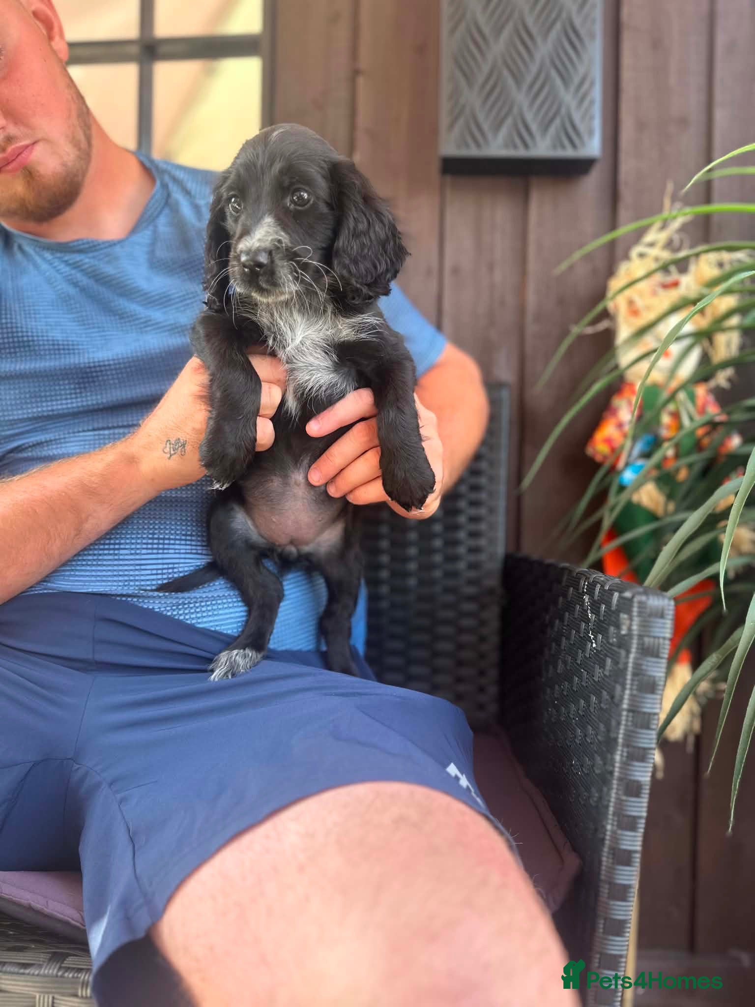 Cocker Spaniel dogs Cocker spaniel puppy - Advert 18