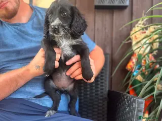Cocker Spaniel dogs Cocker spaniel puppy - Advert 1