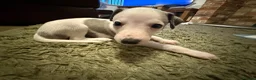 Whippet dogs for sale: KC Registered Whippet Puppies – Home Reared, - Advert 28