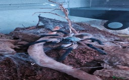 Tarantulas invertebrates for sale: Monocentropus balfouri Female and set up  - Image 3