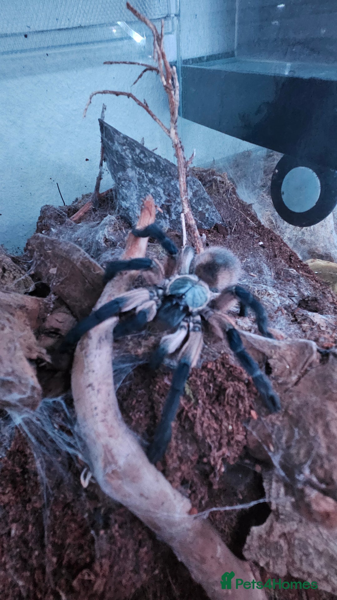 Tarantulas invertebrates for sale: Monocentropus balfouri Female and set up  - Image 3