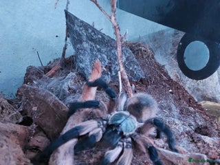 Tarantulas invertebrates - Advert 2