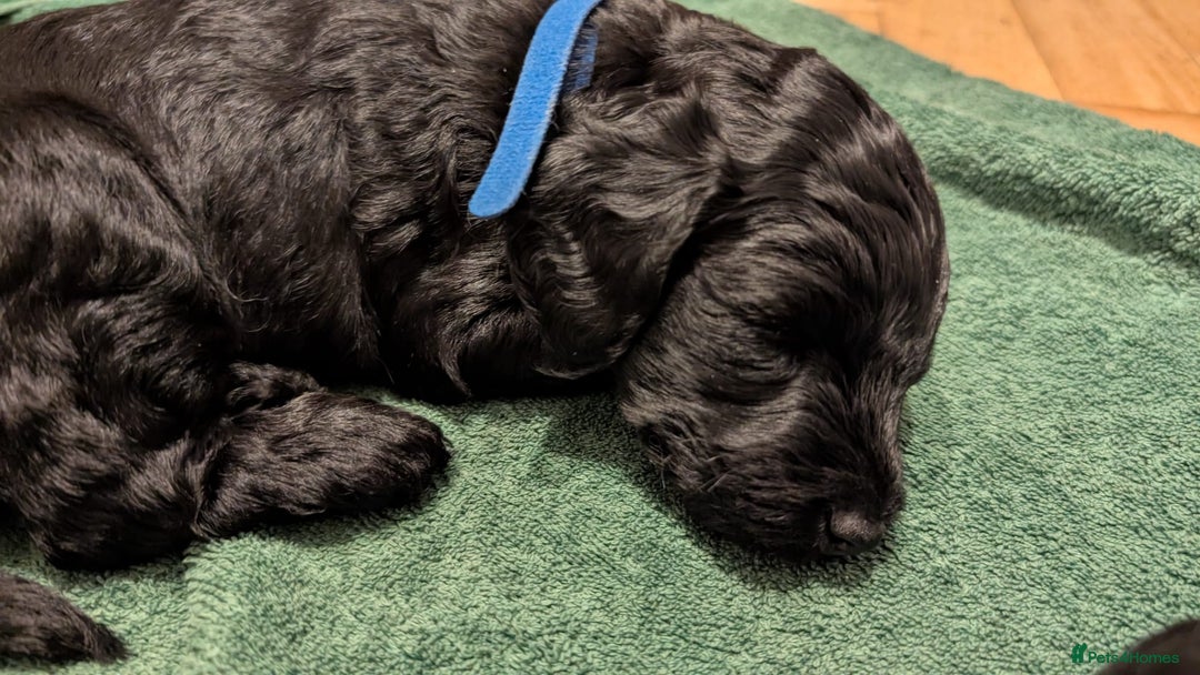 Cockapoo dogs for sale: Adorable Puppies Looking for Their Forever Homes! - Image 25